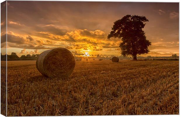  Shredded Wheat Canvas Print by Jed Pearson