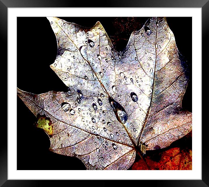 Maple Leaf Afloat  Framed Mounted Print by james balzano, jr.