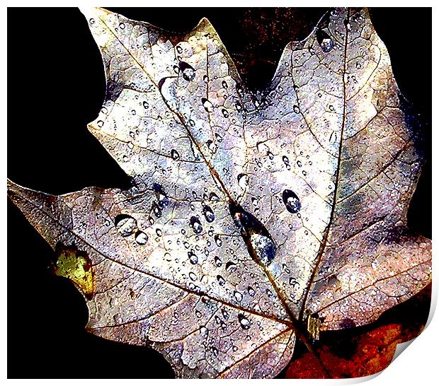 Maple Leaf Afloat  Print by james balzano, jr.