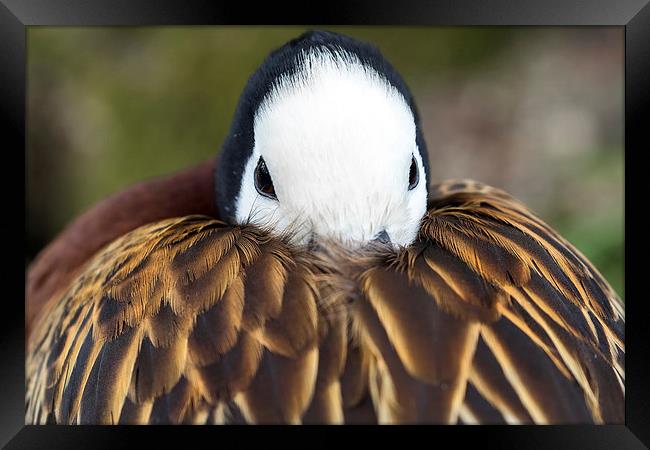 white face Framed Print by Kelvin Rumsby