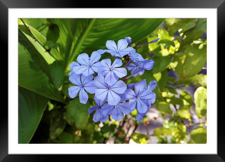  little blue bouquet Framed Mounted Print by Marinela Feier