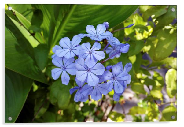  little blue bouquet Acrylic by Marinela Feier