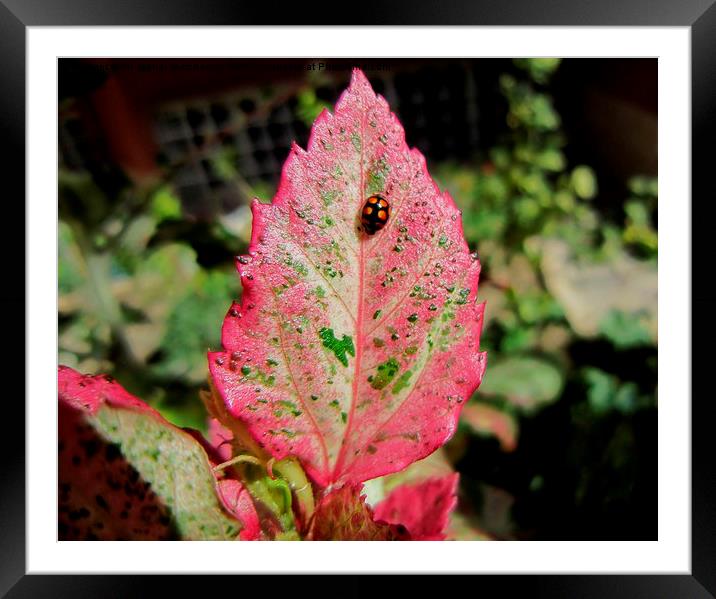  Ladybird on a beautiful leaf, Framed Mounted Print by Ali asghar Mazinanian