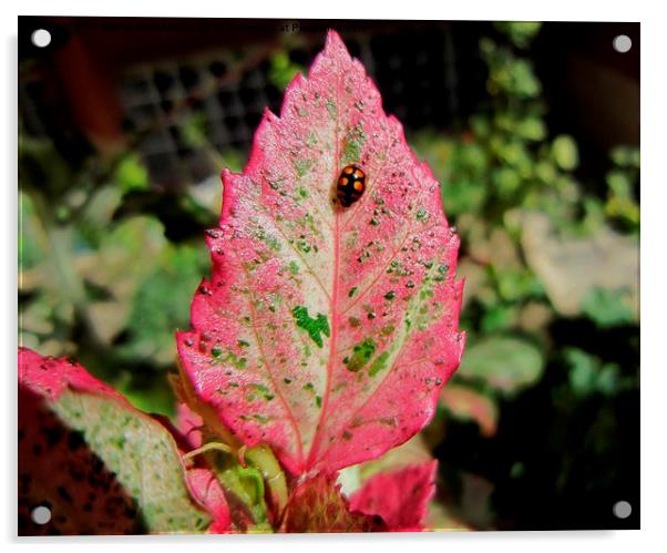  Ladybird on a beautiful leaf, Acrylic by Ali asghar Mazinanian