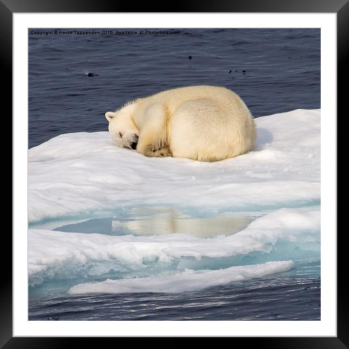  Sleeping Polar Bear Reflection Framed Mounted Print by Kevin Tappenden