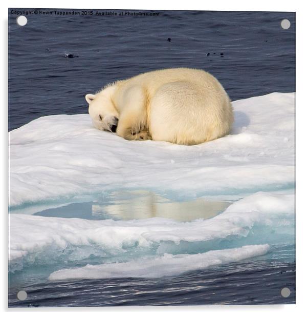  Sleeping Polar Bear Reflection Acrylic by Kevin Tappenden