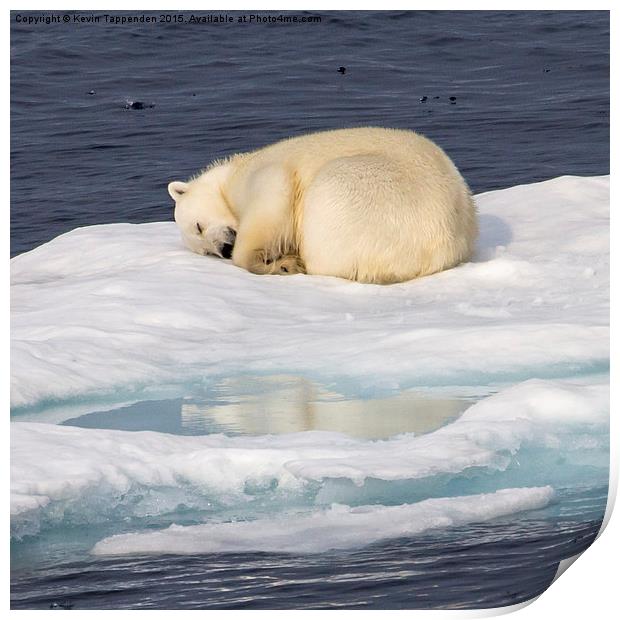  Sleeping Polar Bear Reflection Print by Kevin Tappenden