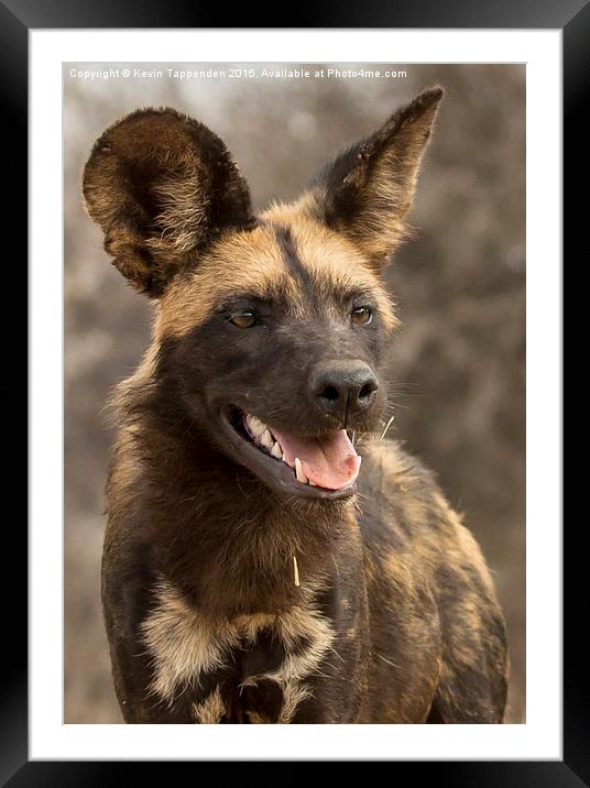  Wild Dog Portrait Framed Mounted Print by Kevin Tappenden