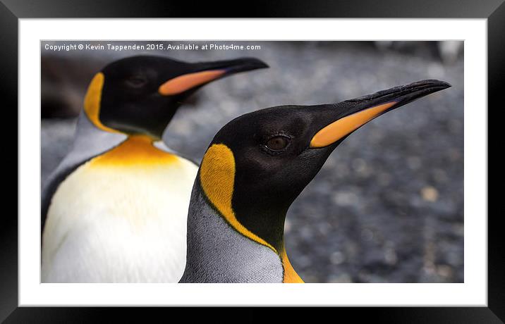  King Penguins Framed Mounted Print by Kevin Tappenden