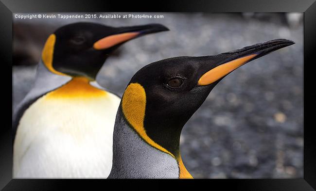 King Penguins Framed Print by Kevin Tappenden