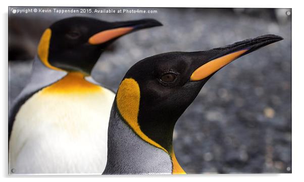  King Penguins Acrylic by Kevin Tappenden