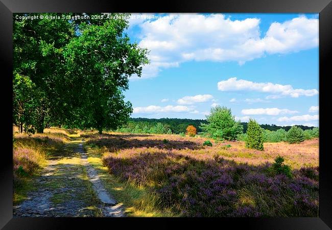  Stroll through the Heather in Bloom Framed Print by Gisela Scheffbuch