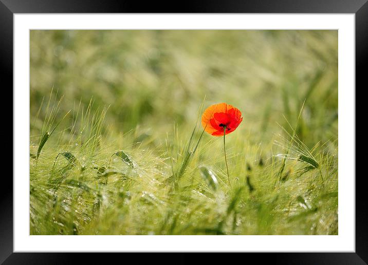 Tree and Poppy Framed Mounted Print by Rick Bowden