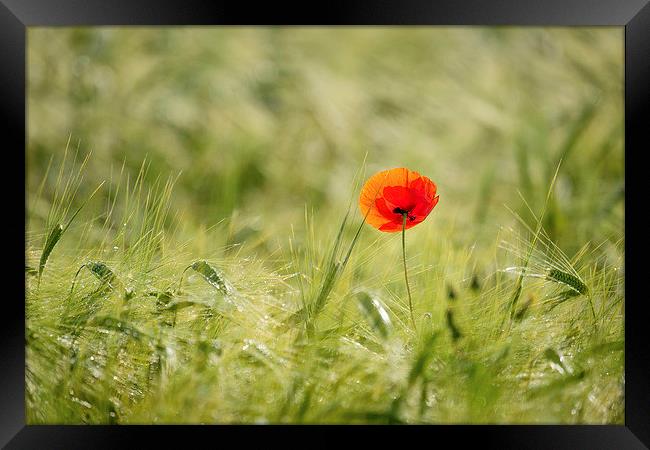 Tree and Poppy Framed Print by Rick Bowden