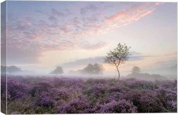 Tranquil Misty Sunrise on Westleton Heath Canvas Print by Rick Bowden
