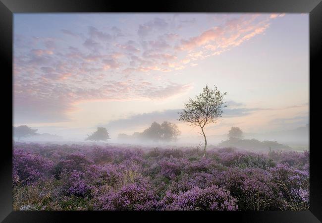 Tranquil Misty Sunrise on Westleton Heath Framed Print by Rick Bowden
