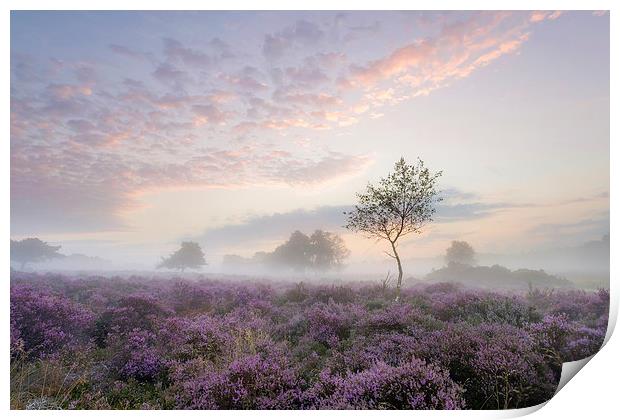 Tranquil Misty Sunrise on Westleton Heath Print by Rick Bowden