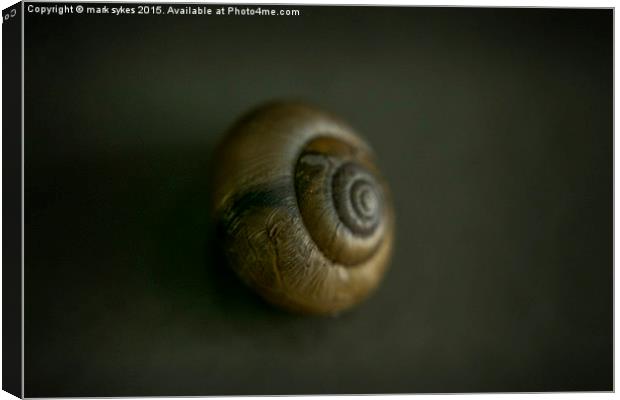 Macro of a Tiny UK Snail  Canvas Print by mark sykes