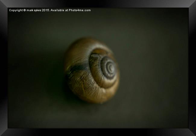 Macro of a Tiny UK Snail  Framed Print by mark sykes