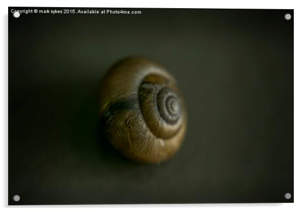 Macro of a Tiny UK Snail  Acrylic by mark sykes