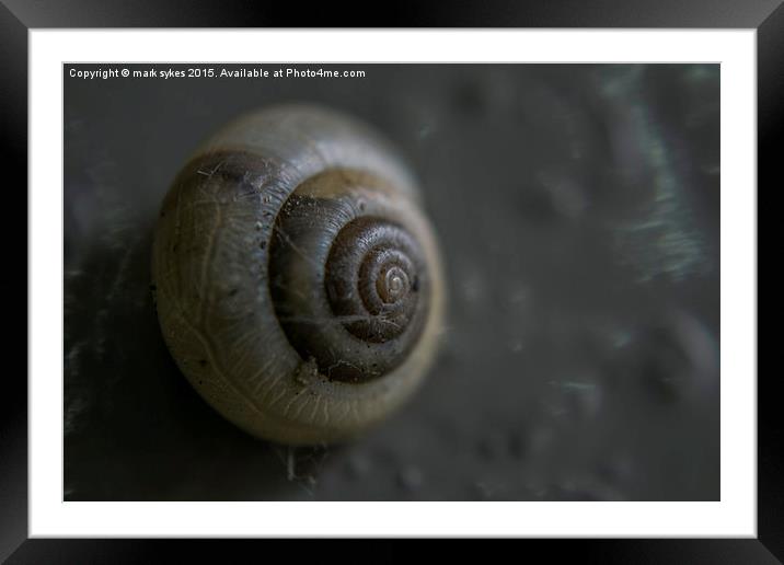  Sleeping Snail Framed Mounted Print by mark sykes