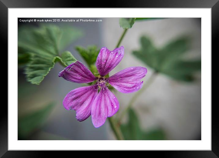 Macro Common Mallow Framed Mounted Print by mark sykes