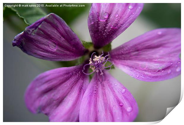  Common Mallow Weed A Macro Photograph Print by mark sykes