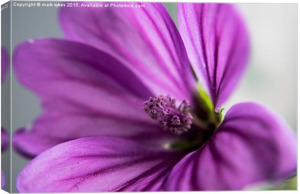 Macro Flower - Common Mallow Canvas Print by mark sykes