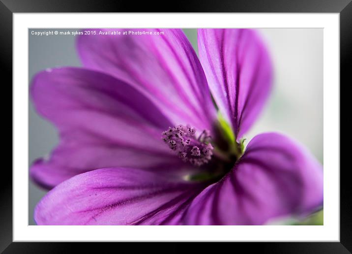  Macro Flower - Common Mallow Framed Mounted Print by mark sykes