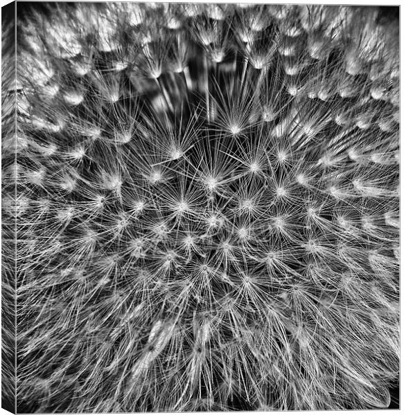 Dandelion Seed Head Canvas Print by Scott Anderson
