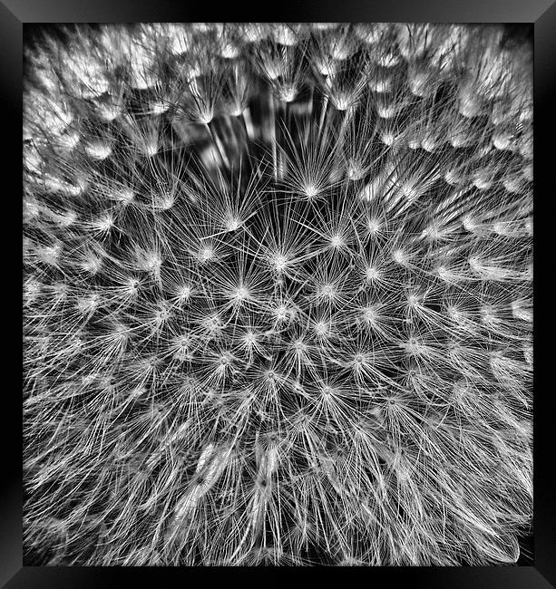 Dandelion Seed Head Framed Print by Scott Anderson