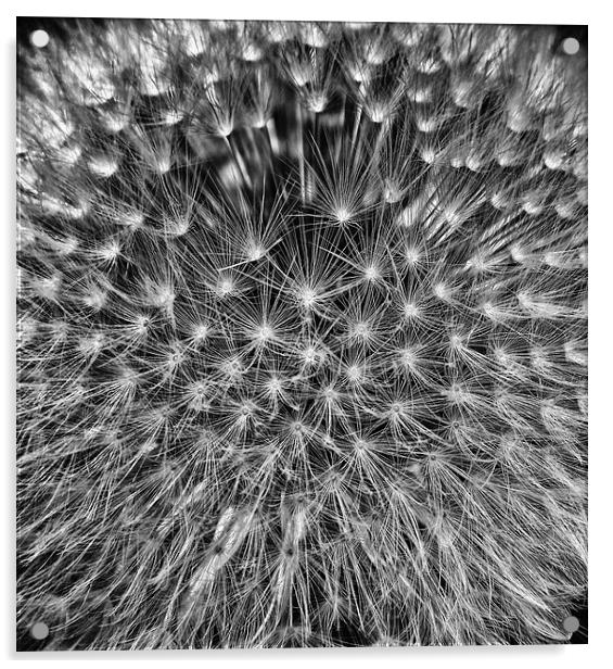 Dandelion Seed Head Acrylic by Scott Anderson