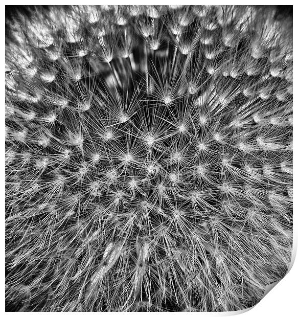 Dandelion Seed Head Print by Scott Anderson