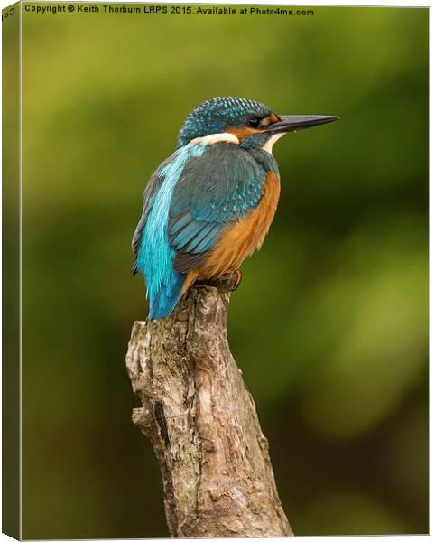 Kingfisher Alcedo atthis Canvas Print by Keith Thorburn EFIAP/b