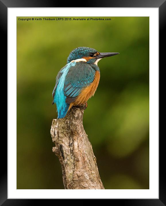 Kingfisher Alcedo atthis Framed Mounted Print by Keith Thorburn EFIAP/b