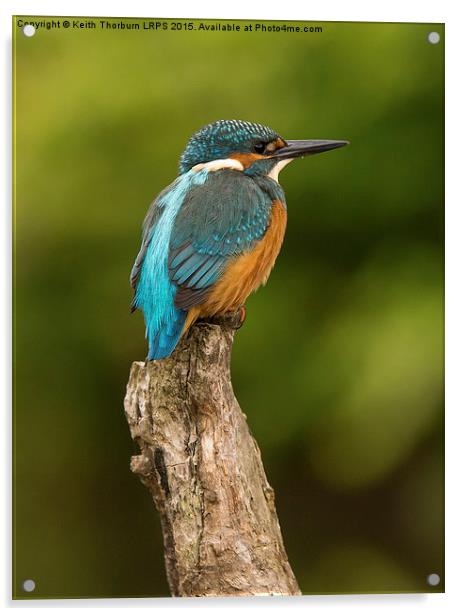 Kingfisher Alcedo atthis Acrylic by Keith Thorburn EFIAP/b