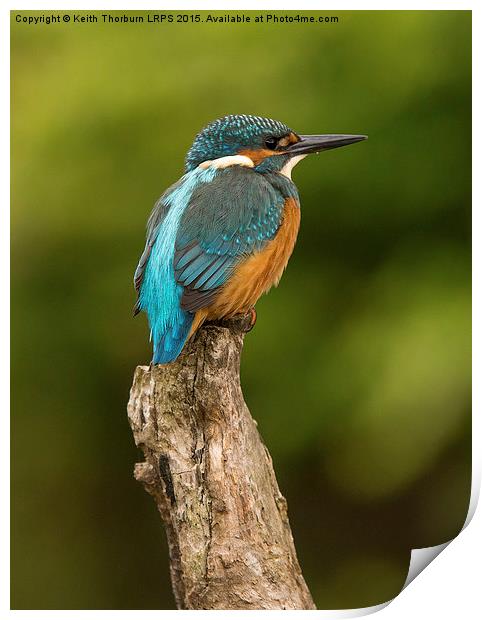 Kingfisher Alcedo atthis Print by Keith Thorburn EFIAP/b