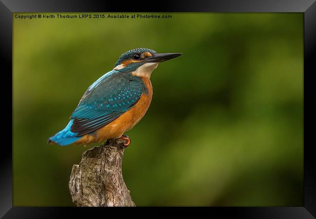 Kingfisher (Alcedo atthis) Framed Print by Keith Thorburn EFIAP/b