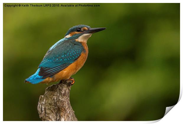 Kingfisher (Alcedo atthis) Print by Keith Thorburn EFIAP/b
