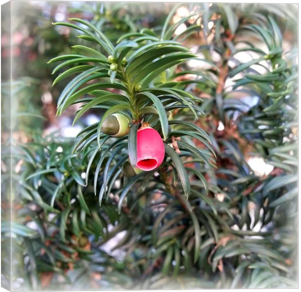  little red bell Canvas Print by Marinela Feier