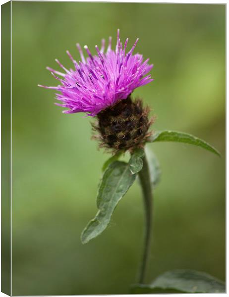  Thistle Canvas Print by Catherine Joll