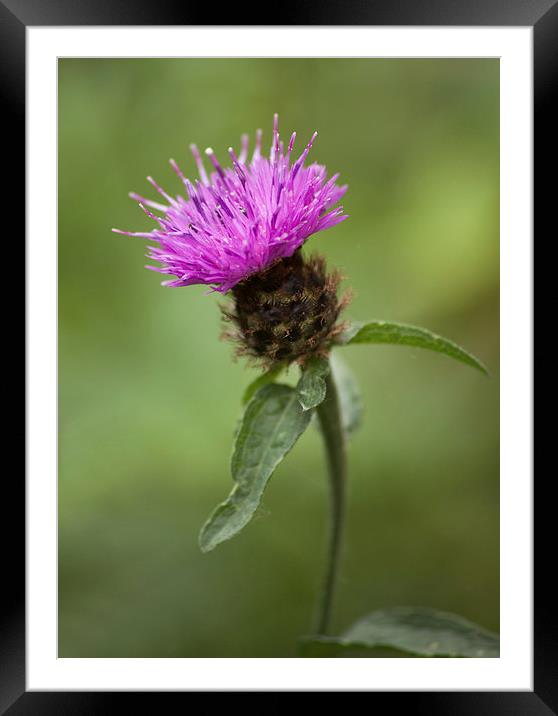  Thistle Framed Mounted Print by Catherine Joll