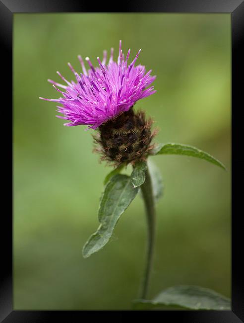  Thistle Framed Print by Catherine Joll