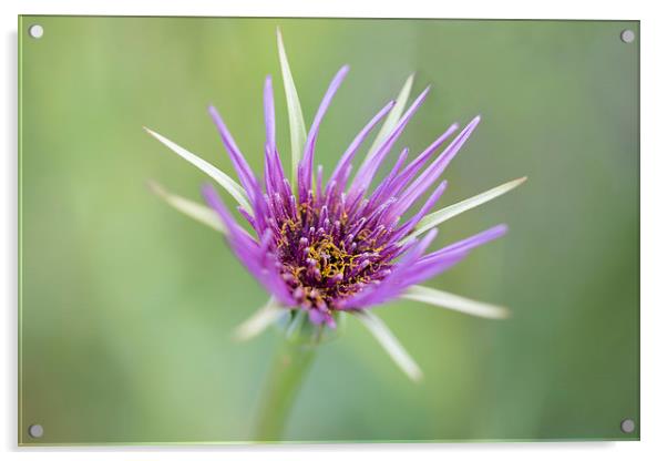  Purple wild flower Acrylic by Catherine Joll