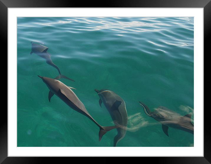 Dolphin Distortion Framed Mounted Print by Patti Barrett