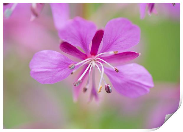  Purple wild flower Print by Catherine Joll