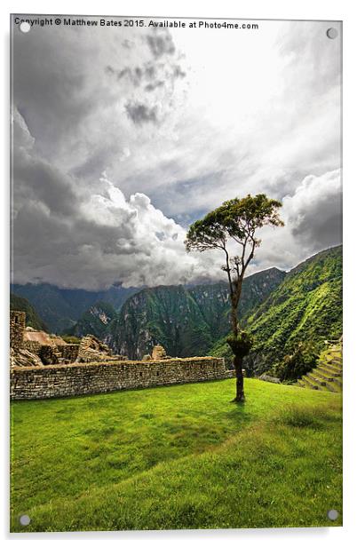 Machu Picchu lone tree Acrylic by Matthew Bates