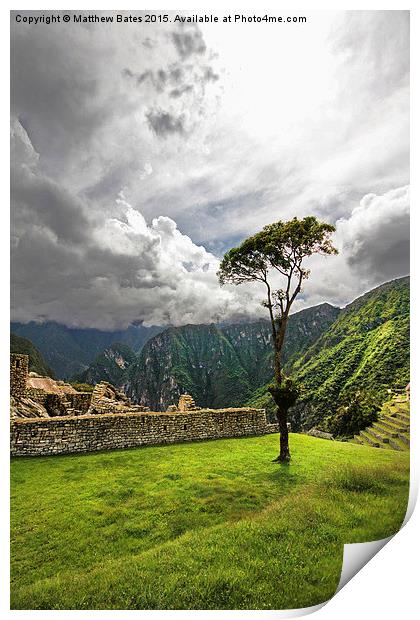 Machu Picchu lone tree Print by Matthew Bates