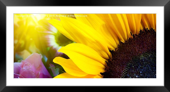 Sunflower closeup in landscape with sunshine Framed Mounted Print by Simon Bratt LRPS