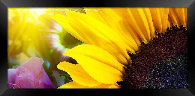 Sunflower closeup in landscape with sunshine Framed Print by Simon Bratt LRPS
